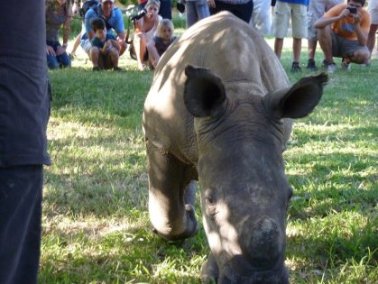 The orphaned rhino